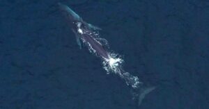 30pct global ocean protection target not enough for marine giants - study