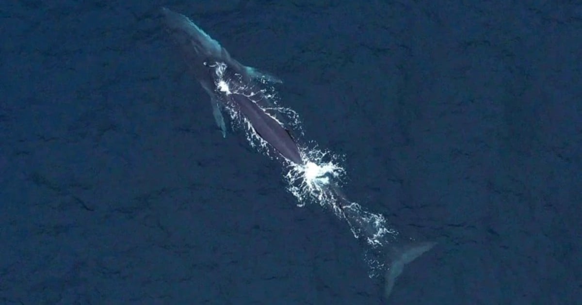 30pct global ocean protection target not enough for marine giants - study