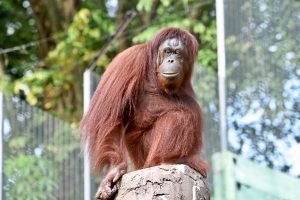 UK charity marks 25 years of orangutan conservation in Sabah