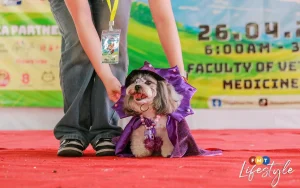 A fabulous day of furry fun at Dogathon 2025