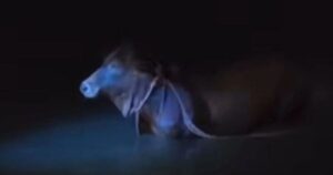 Aidiladha bull escapes, vanishes into sea at Tanjung Bidara
