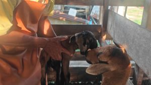 Anak kambing dua kepala lahir di Melaka
