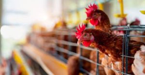 Another poultry plant in Kulim ordered to shut down