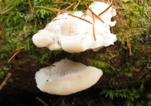 'Bitter bracket fungus' cendawan paling pahit di dunia