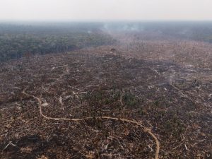 EU brands just four countries as 'high risk' under deforestation law