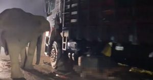 Experts urge safer animal crossings after elephant calf killed on Gerik-Jeli Highway