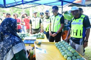 Harumanis: MPK terima lebih 30 permohonan permit sementara