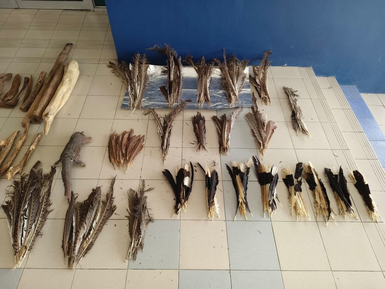 International smuggling syndicate dismantled in Limbang