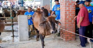 Johor royal family donates 230 cows for 'korban' in conjunction with Aidiladha
