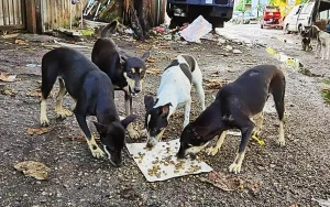 Lawyer slams Negeri Sembilan’s ‘illegal’ plan to cull stray dogs