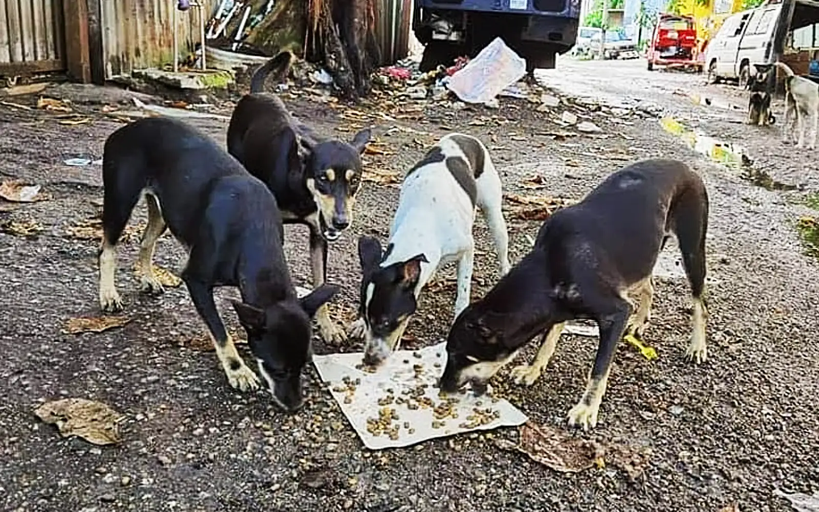 Lawyer slams Negeri Sembilan’s ‘illegal’ plan to cull stray dogs