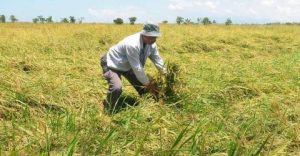 Malaysia, Russia to boost ties in agriculture, food security