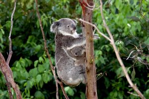 NGO desak Australia henti bunuh koala cedera