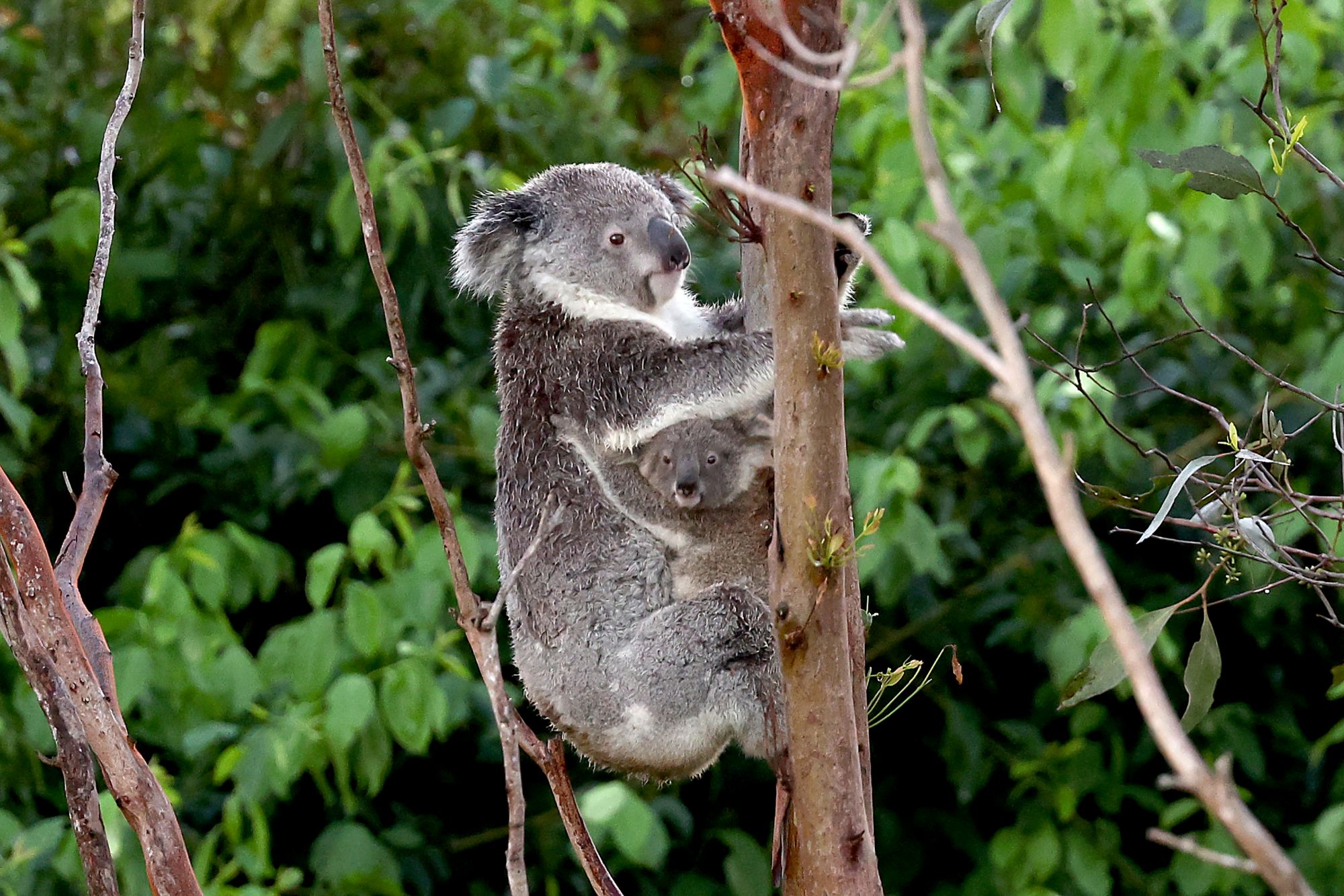 NGO desak Australia henti bunuh koala cedera