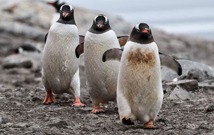 Najis penguin bantu sejukkan cuaca dunia
