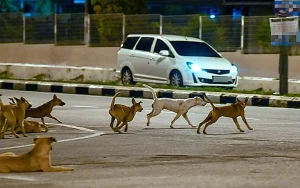 Negeri Sembilan to cull stray dogs in Malay-majority areas