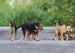 Negri Sembilan assemblymen agree on stray dog culling in Malay-majority areas