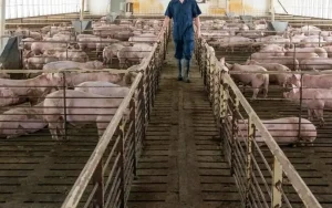 No pollution from Ayer Kuning pig farms, says Mat Sabu