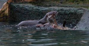 Otter sighting sparks hope on river cleanliness