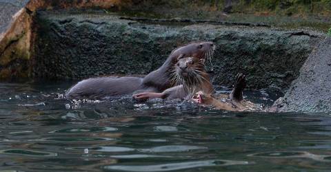 Otter sighting sparks hope on river cleanliness