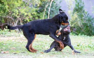 Owning aggressive dog breeds banned in Kedah residential areas