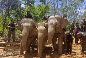 Perhilitan tangkap gajah liar rosakkan tanaman penduduk