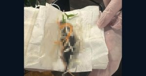 Pregnant woman claims dead rat found in salad at Sydney restaurant