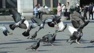QuickCheck: Are pigeons in Perak dying due to a major avian disease?