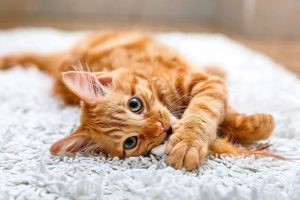 QuickCheck: Can a cat’s purring have healing effects on humans?