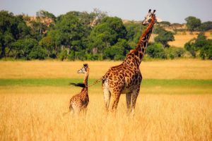 QuickCheck: Is it true that giraffes have one of the longest gestation periods among land animals?