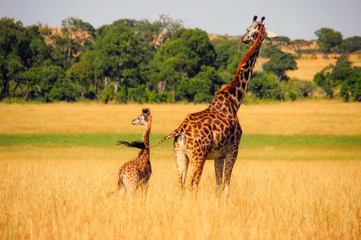 QuickCheck: Is it true that giraffes have one of the longest gestation periods among land animals?