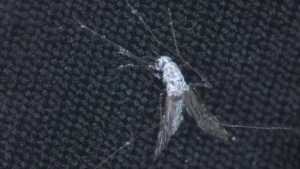 Saintis Menentang Malaria Dengan Menyebarkan Penyakit Kelamin Kepada Nyamuk
