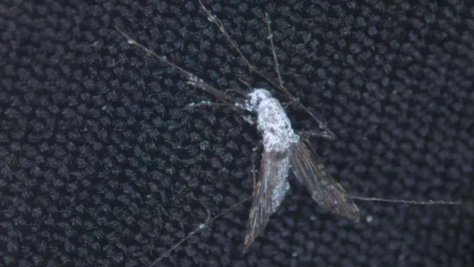 Saintis Menentang Malaria Dengan Menyebarkan Penyakit Kelamin Kepada Nyamuk