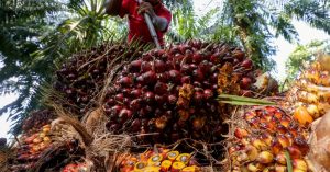 Sarawak Oil Palms' output recovery to sustain earnings