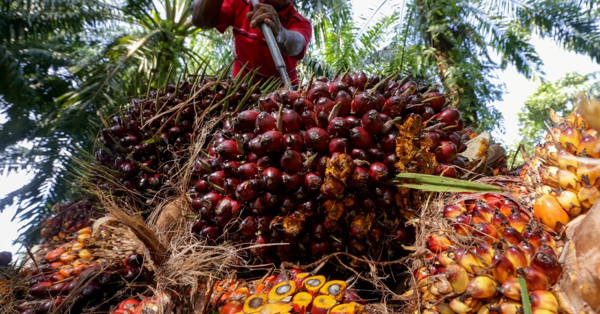 Sarawak Oil Palms' output recovery to sustain earnings
