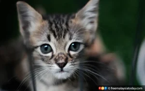 Sarawak reports first human rabies case for the year