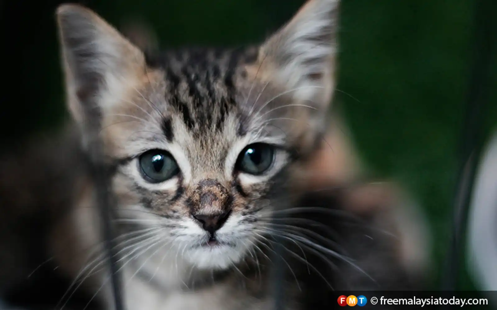 Sarawak reports first human rabies case for the year