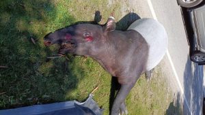 Tapir betina 300 kilogram mati dirempuh kenderaan di Dungun