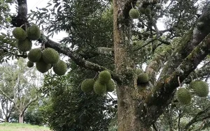 Trees as young as 8 found on Raub Musang King farm, says MACC