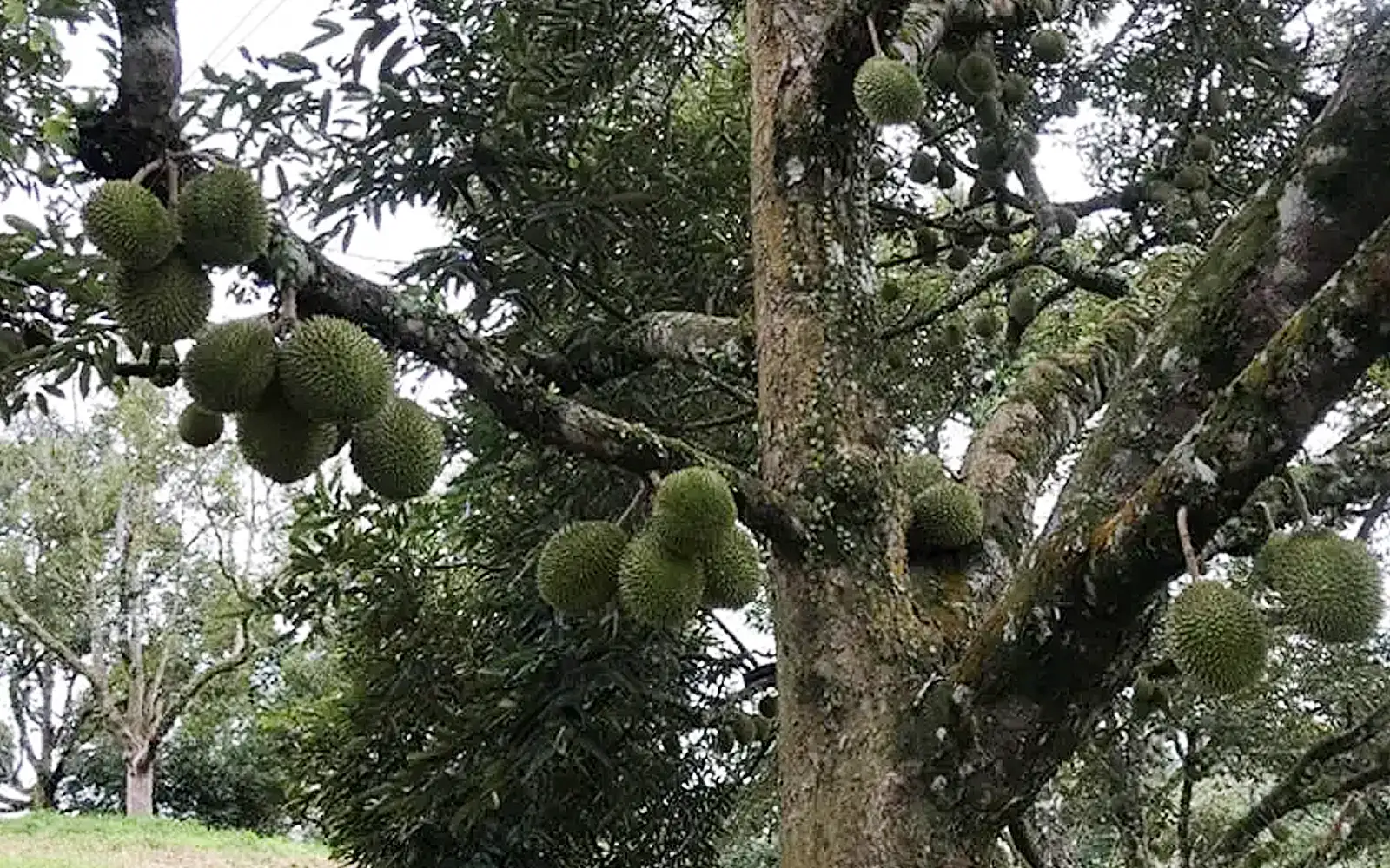 Trees as young as 8 found on Raub Musang King farm, says MACC