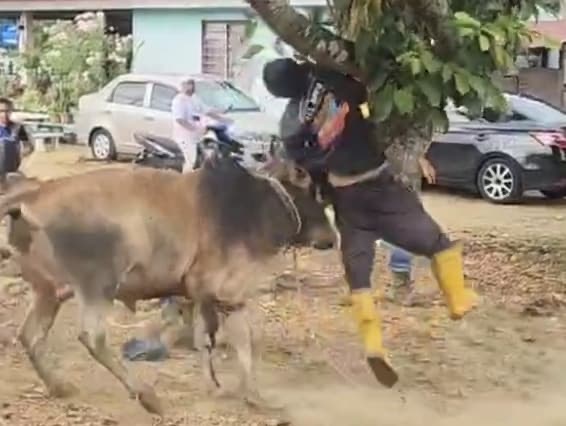 Warga emas patah rusuk ditanduk lembu ketika korban