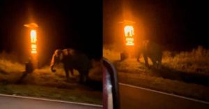 Wild elephant caught staring at signboard with its images