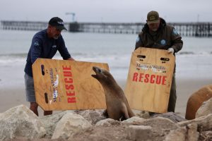 ‘Amukan’ singa laut ancam pengunjung Pantai California