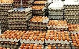 ‘Eggs-traordinary’ boost for Malaysian poultry stocks