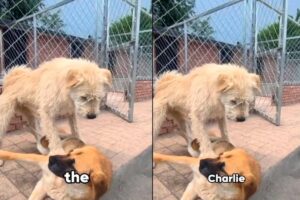 ‘King Charles’ the dog becomes Internet royalty in China